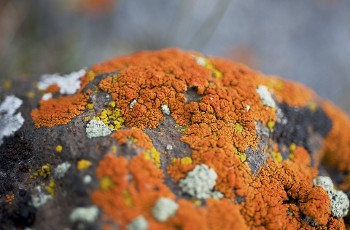 Exposition permanente de minéraux et lichen à Val Cenis-Bramans