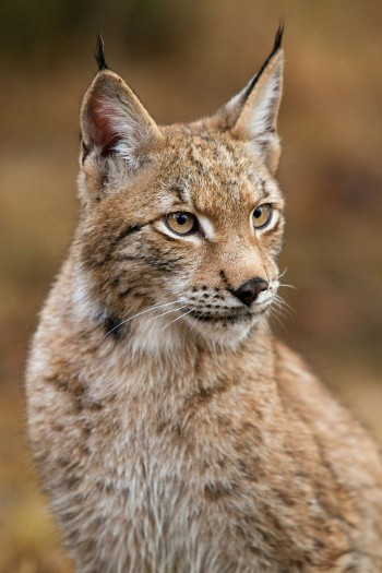 Lynx