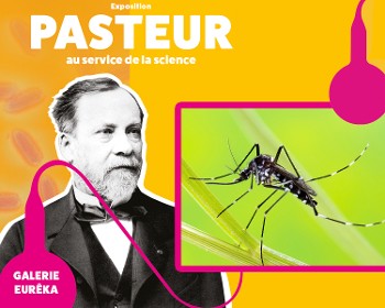 Animation : Le moustique tigre, un vecteur de maladie à contrôler_Chambéry