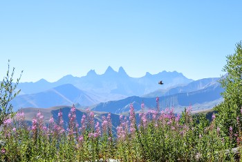 Oiseau face aux Aiguilles d'Arves