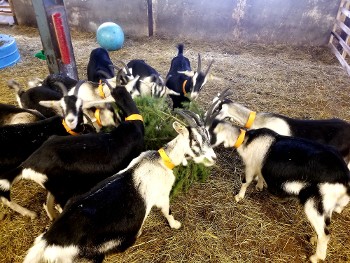 Visite de la P'tite Ferme d'Antho