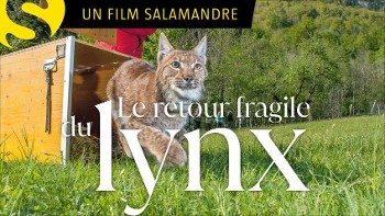 Film Le retour fragile du Lynx
