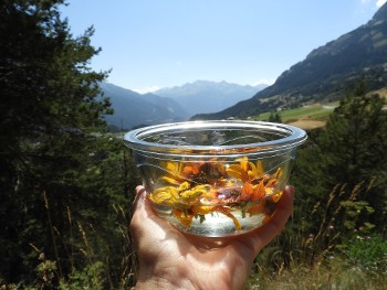 Marion Lett Fleurs de Shan à Aussois