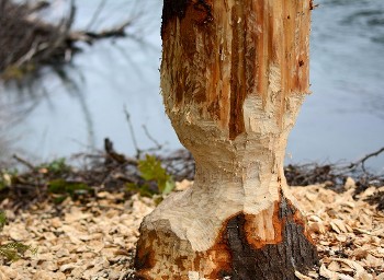 Sur les traces des castors I Rendez-vous Nature en Savoie_Cruet