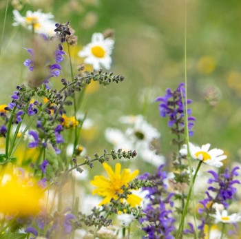 A la découverte du monde des abeilles à La Norma