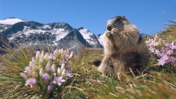 Projection - Animaux et Flores de nos Montagnes_Jarrier