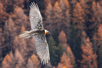 Diaporama sur la Vanoise