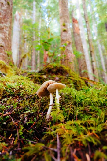 À la découverte des champignons_Aillon-le-Jeune